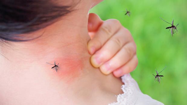 El PP alerta de una plaga de mosquitos en Toledo y pide un plan de limpieza