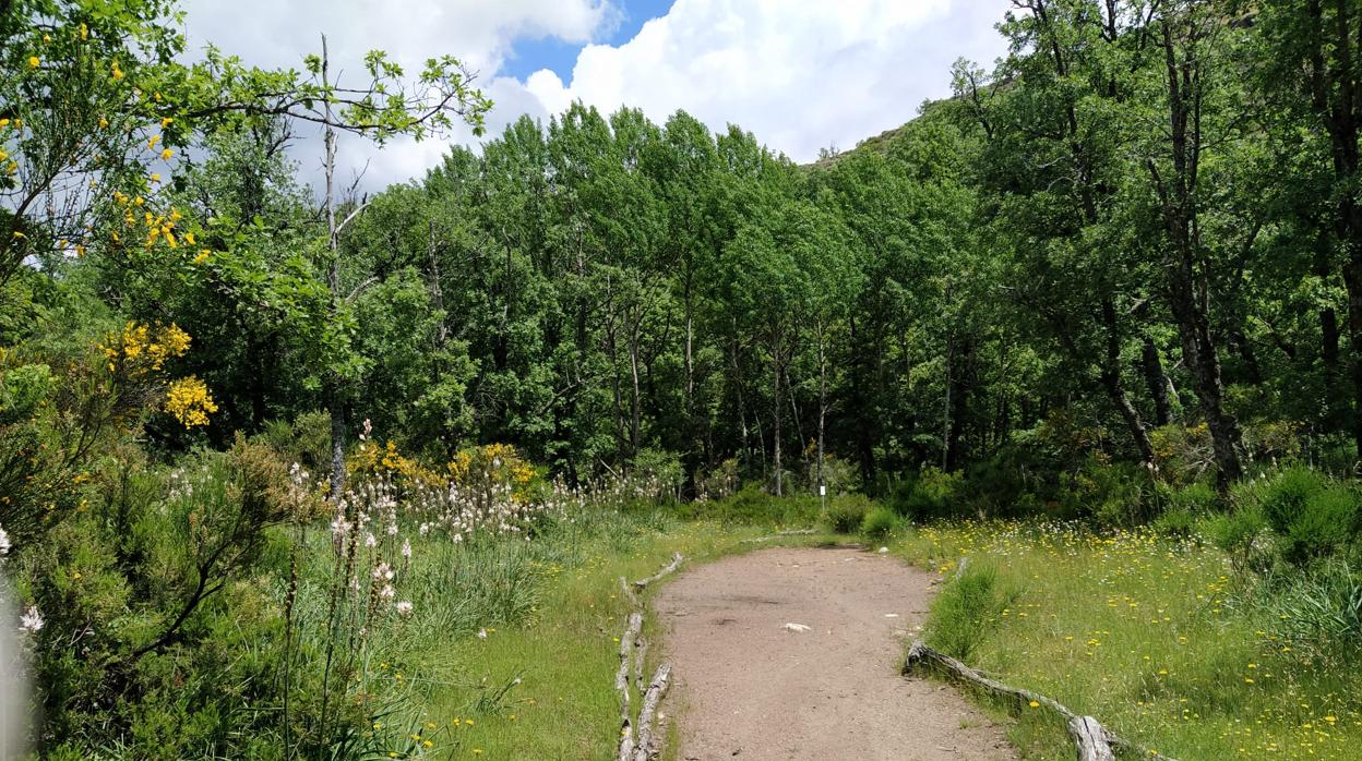 Sendero del Hayedo de Montejo, en la Sierra del Rincón de la Comunidad de Madrid