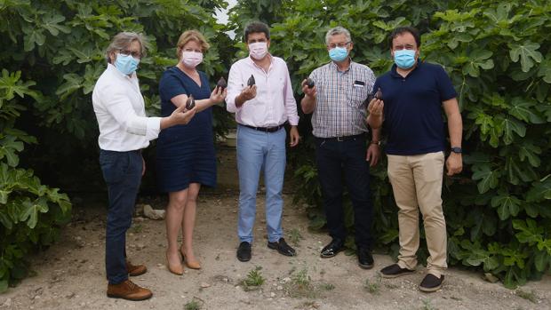 Carlos Mazón reclama el agua del trasvase Tajo-Segura en el arranque de la cosecha de la breva