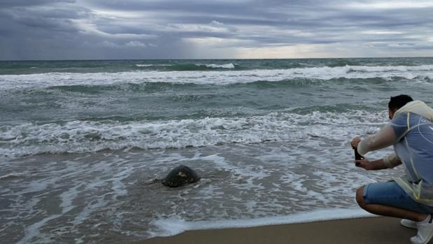 El Oceanogràfic suelta la tortuga número 500 de ARCA del Mar