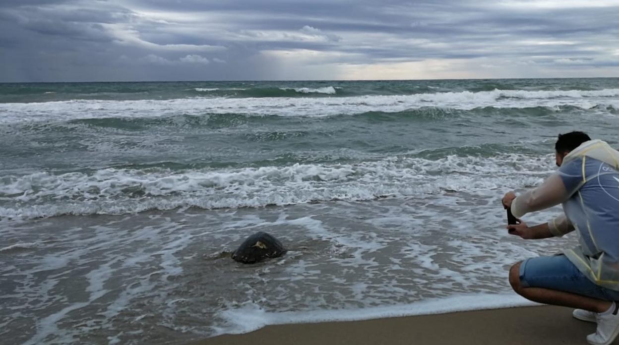 Momento de la suelta de la tortuga al mar