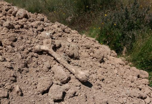 Entre los huesos que han salido a la luz había también un fémur (en la imagen)