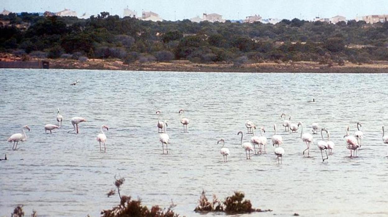 Flamencos en las salinas de Torrevieja