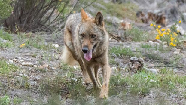 El TSJ de Castilla y León se «adapta» al Supremo y rechaza suspender la caza del lobo al norte del Duero