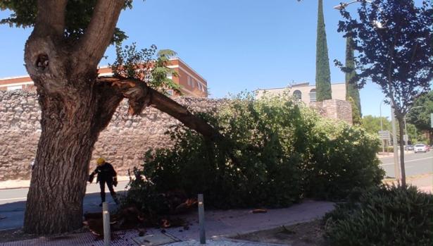 El viento provoca la caída de una rama de gran tamaño en Ciudad Real