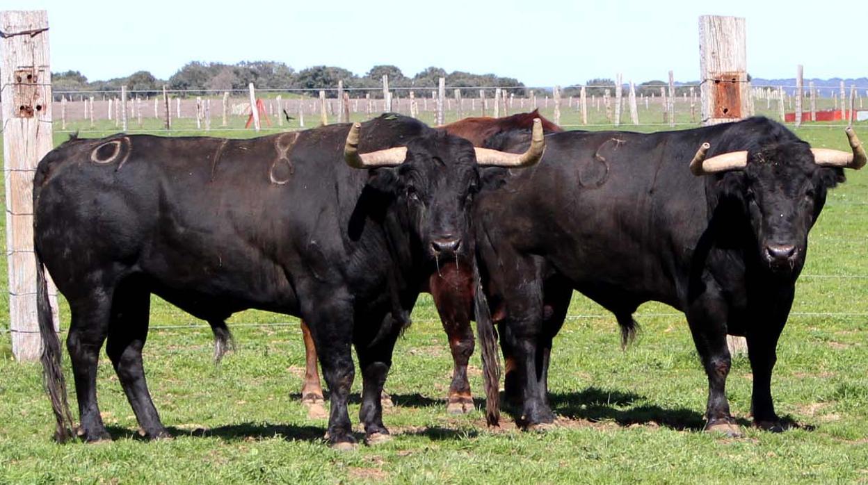 Toros de lidia, en una imagen de archivo