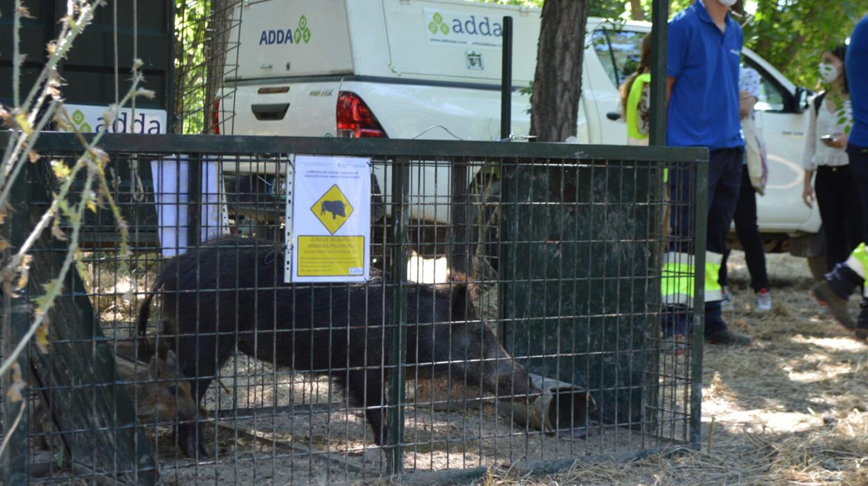 Una hembra junto a sus crías en una de las trampas de la Casa de Campo