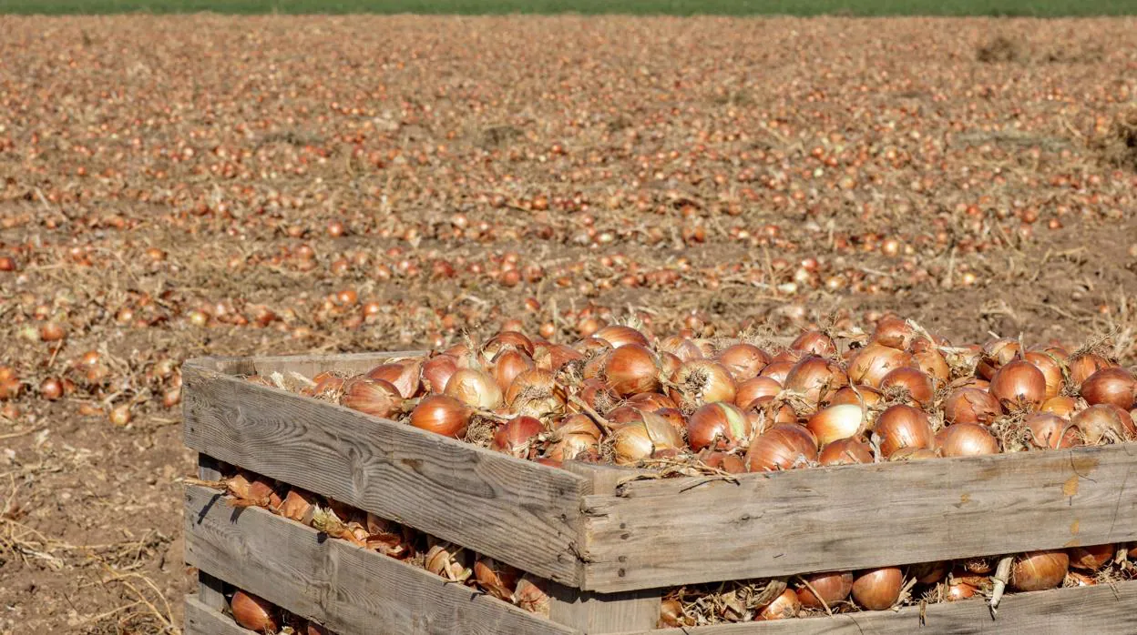 Imagen de un campo de cebollas en España