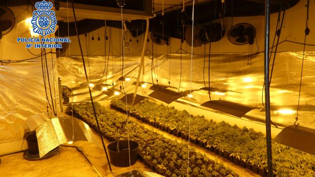 Desmantelan un laboratorio de marihuana en Layos y detienen a cuatro personas