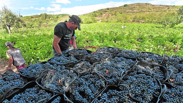 El sector del vino no prevé el cierre de bodegas pero inquieta a sus viticultores