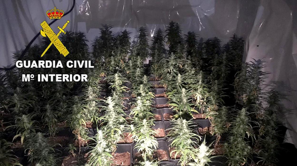 Plantación «indoor» de marihuana