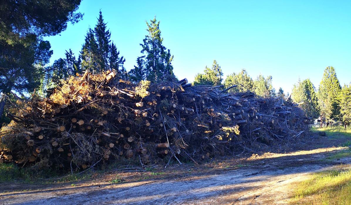 Imagen tomada de los árboles amontonados tras la tala realizada en el parque forestal de «Los Pinos»