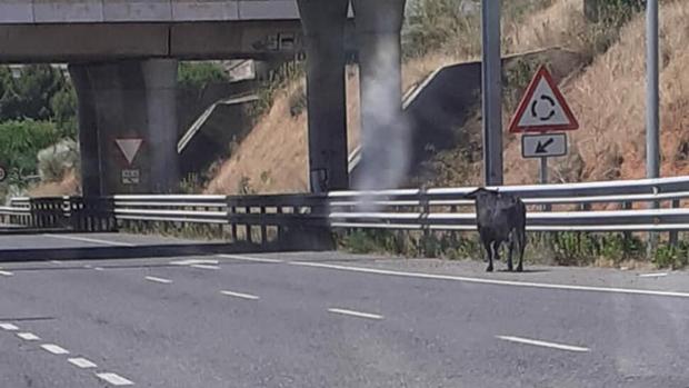 Un toro se escapa de un camión a la entrada de Toledo