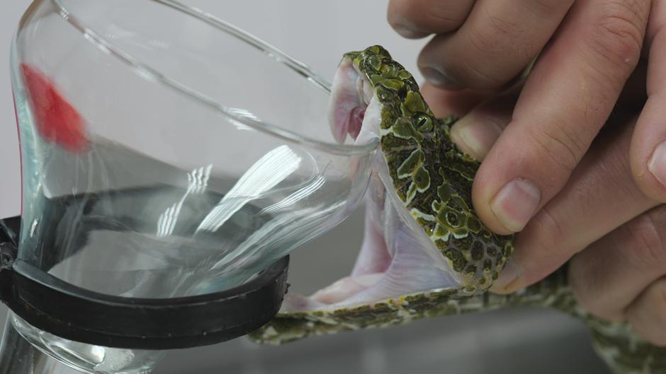 El vídeo de la peligrosa maniobra para sacarle el veneno a una víbora