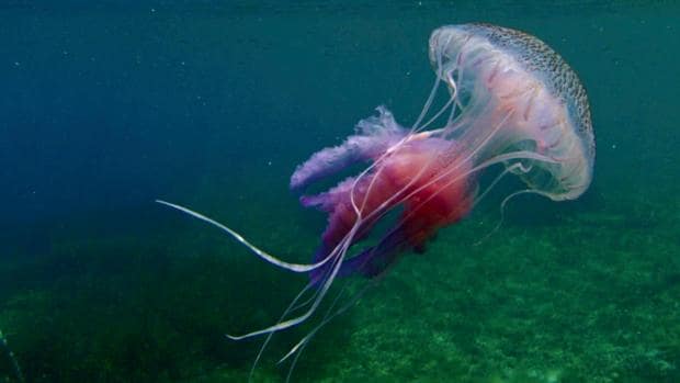 Así funciona la app que ha registrado 2.100 avistamientos de medusas