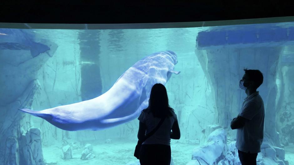 Vídeo: el Oceanogràfic de Valencia reabre blindado ante el Covid-19 y con una promoción especial