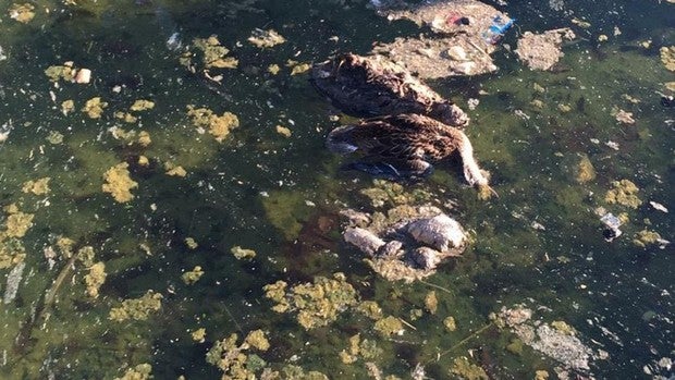 Denuncian la muerte de decenas de patos en un lago artificial de Leganés