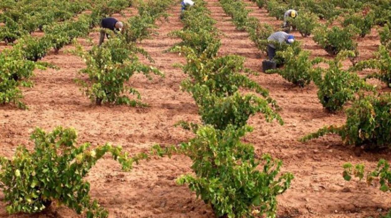 Las organizaciones agrarias de la DO Valdepeñas reclaman un cambio en la junta directiva