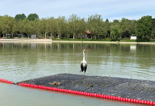 Una de las garzas reales sobre una de las planchas de islas vegetales flotantes