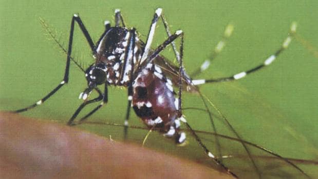 Mosquito tigre: la plaga que invade siete de cada diez municipios valencianos pone su foco en el interior