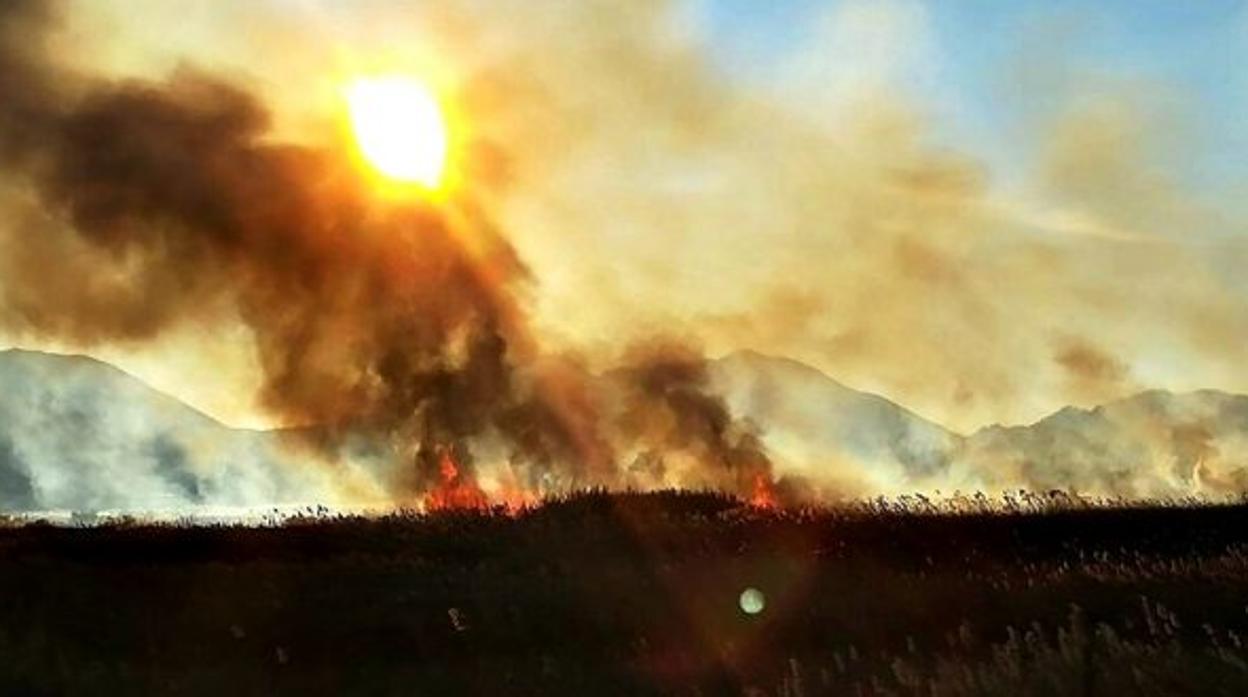 Incendio forestal en Cordovilla (Albacete)