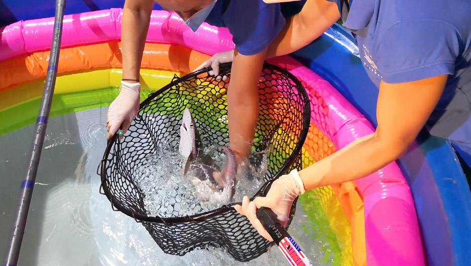 El vídeo del nacimiento de ocho tiburones grises en el Oceanogràfic de Valencia