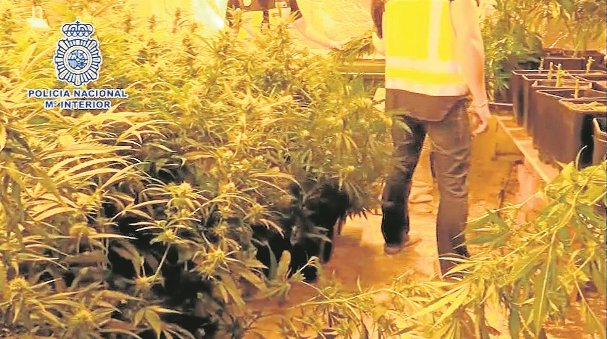 Los agentes desmantelan una de las plantaciones de marihuana llevadas a cabo en interior