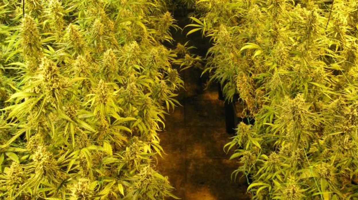 En la operación de la Guardia Civil fueron incautadas más de 900 plantas de marihuana