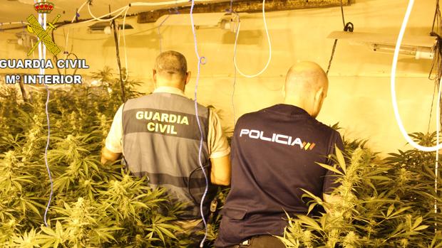 Cae un grupo criminal en Valencia con once detenidos y 700 plantas de marihuana intervenidas