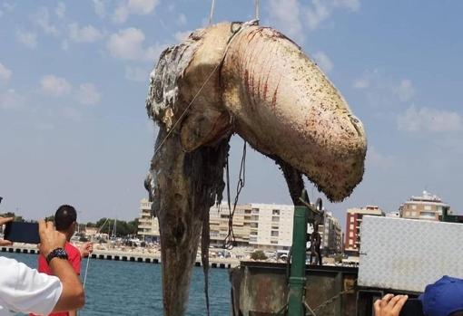 Vídeo: un cachalote gigante sorprende a los bañistas en las playas de Torrevieja