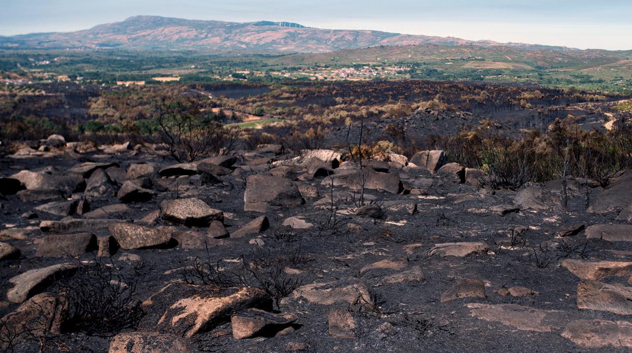 Vista del escenario que dejó a su paso el fuego de Monterrei