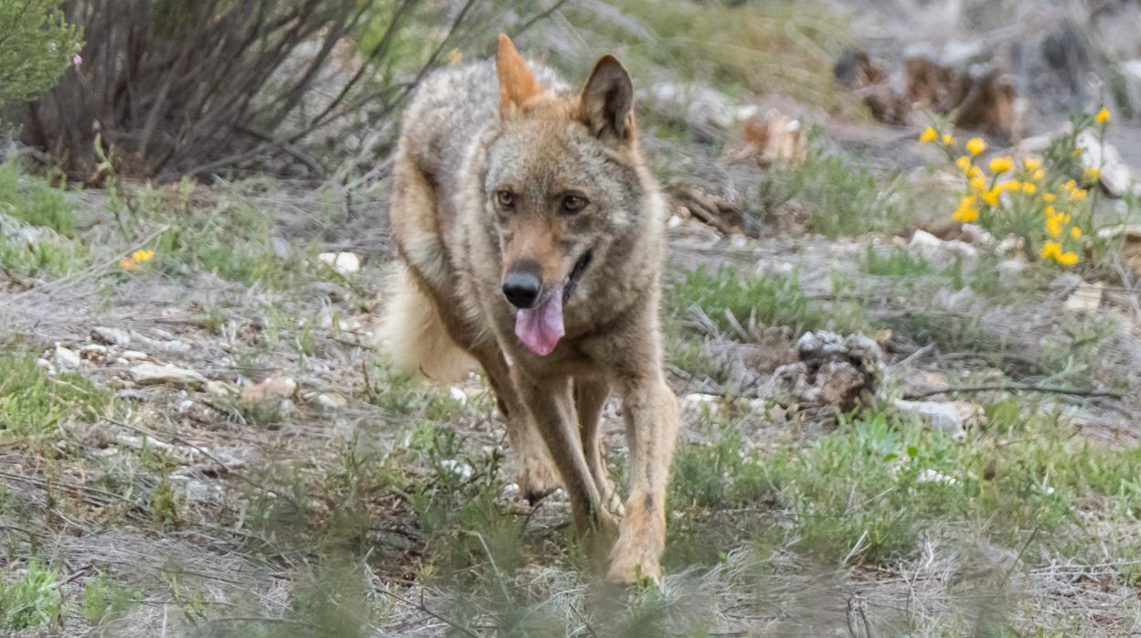 Narbona anima a denunciar a Castilla y León por la protección del lobo