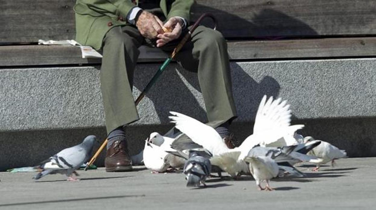 Los vecinos del Casco están preocupados por el incremento de palomas en el barrio