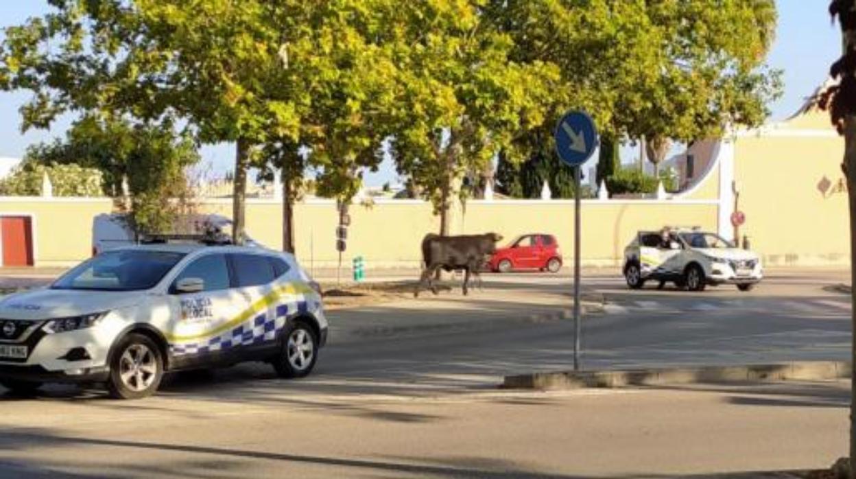 Alarma en Inca tras escaparse un toro del matadero y embestir a la gente por las calles