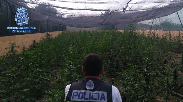 La Policía Nacional detiene a seis personas e incauta más de 2.900 plantas de marihuana en Talavera y Cebolla