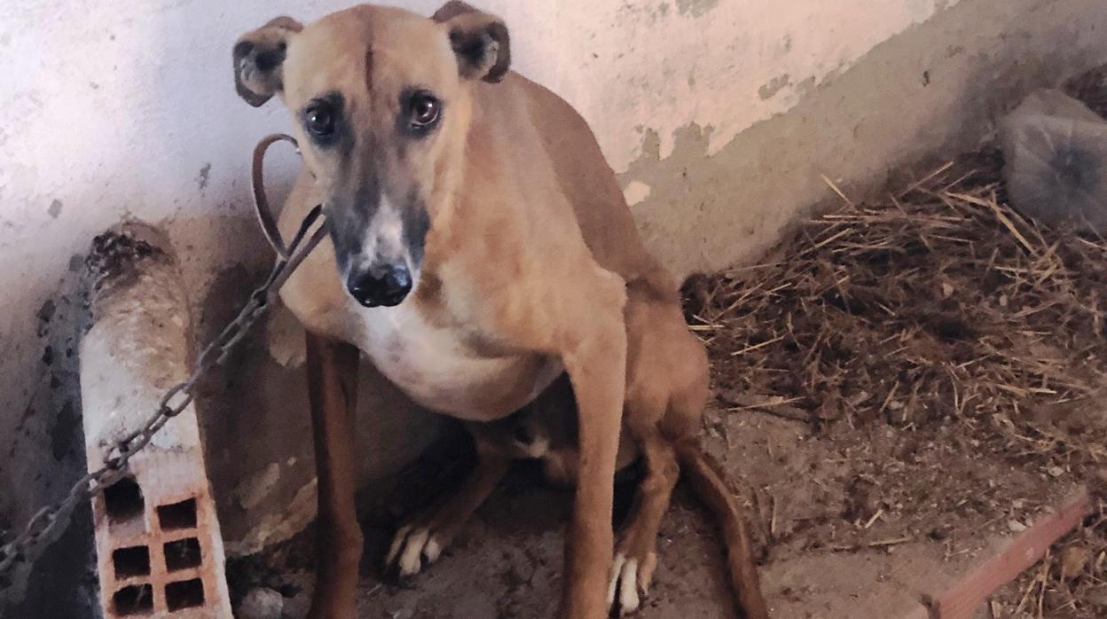 Un detenido y un investigado por dejar morir a tres galgos en Ávila