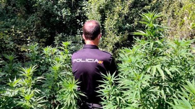 Detenido en Palomera (Cuenca) con un cultivo de 19 kilos de marihuana