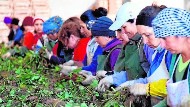 Alarma en el campo por el Covid: dudas y riesgos en el trabajo de los temporeros