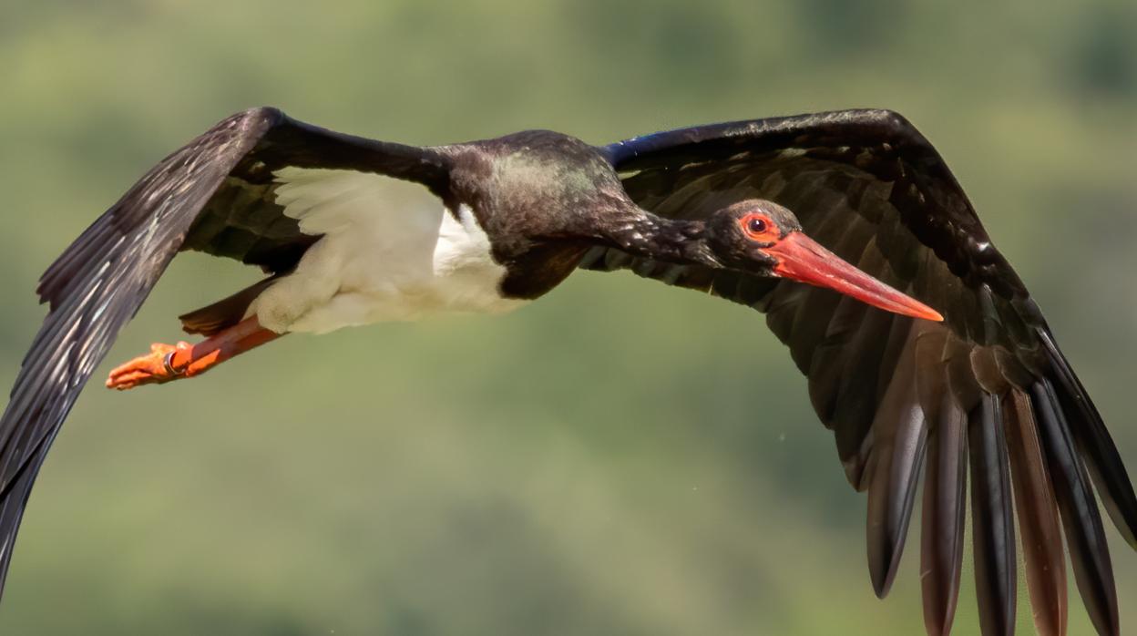 Una cigüeña negra en pleno vuelo