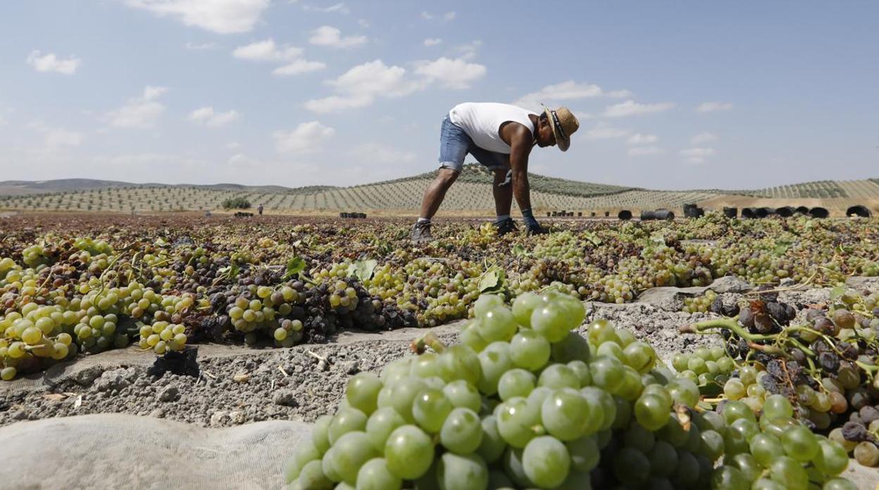 Una persona recoge los racimos de uvas arrancados durante la vendimia