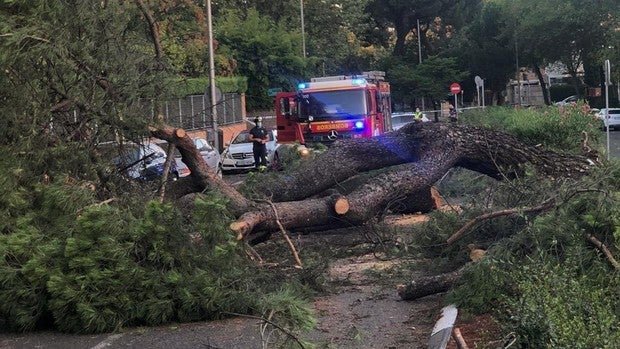 La caída de un árbol de grandes dimensiones daña un coche en Arturo Soria