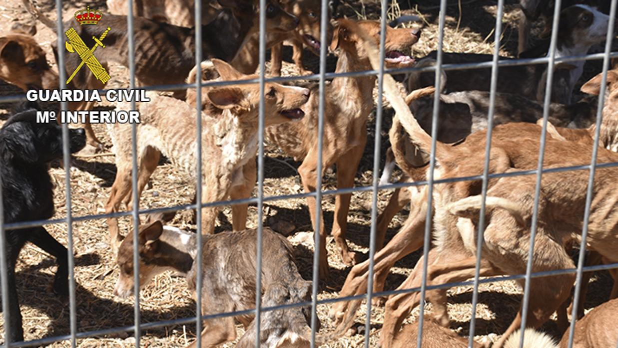 Una mujer investigada por el maltrato de 41 perros en Quintanar de la Orden