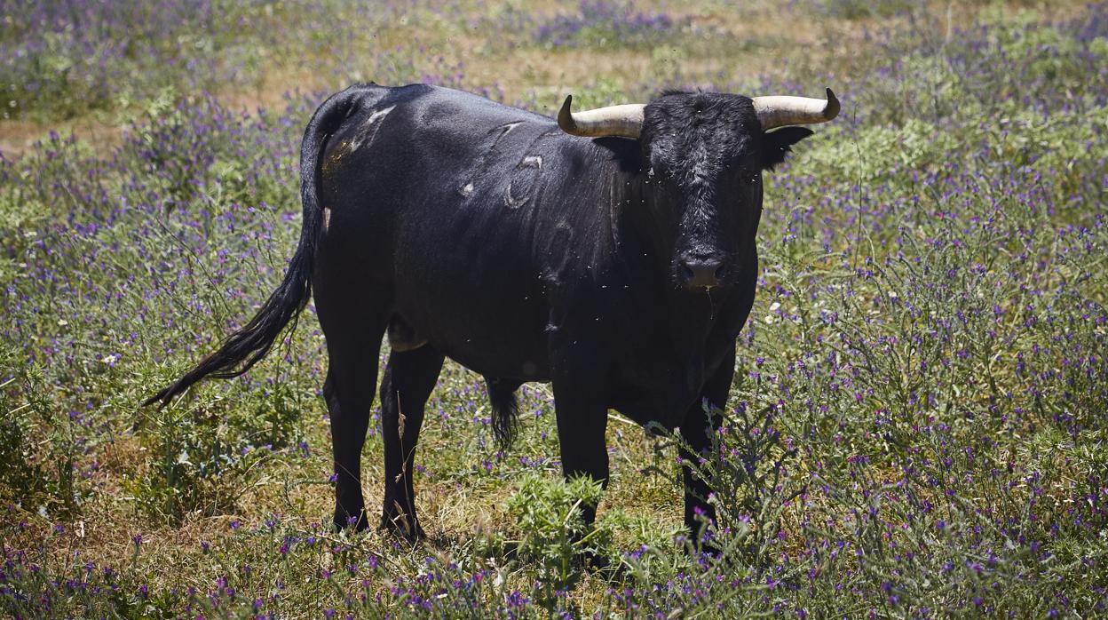 Imagen de archivo de un toro de lidia