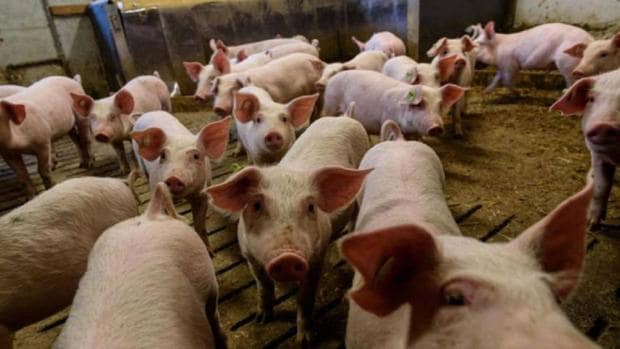 Convocan una concentración contra la granja porcina de Villanueva de la Jara