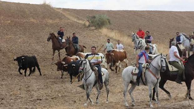 El encierro por el campo de Brihuega busca ser Fiesta de Interés Turístico Nacional