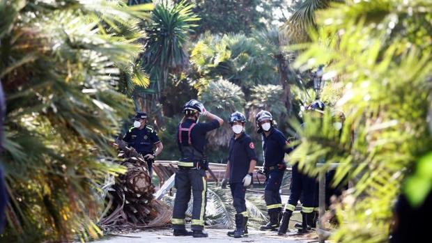 Muere un hombre al caerle encima una palmera en el parque de la Ciutadella de Barcelona