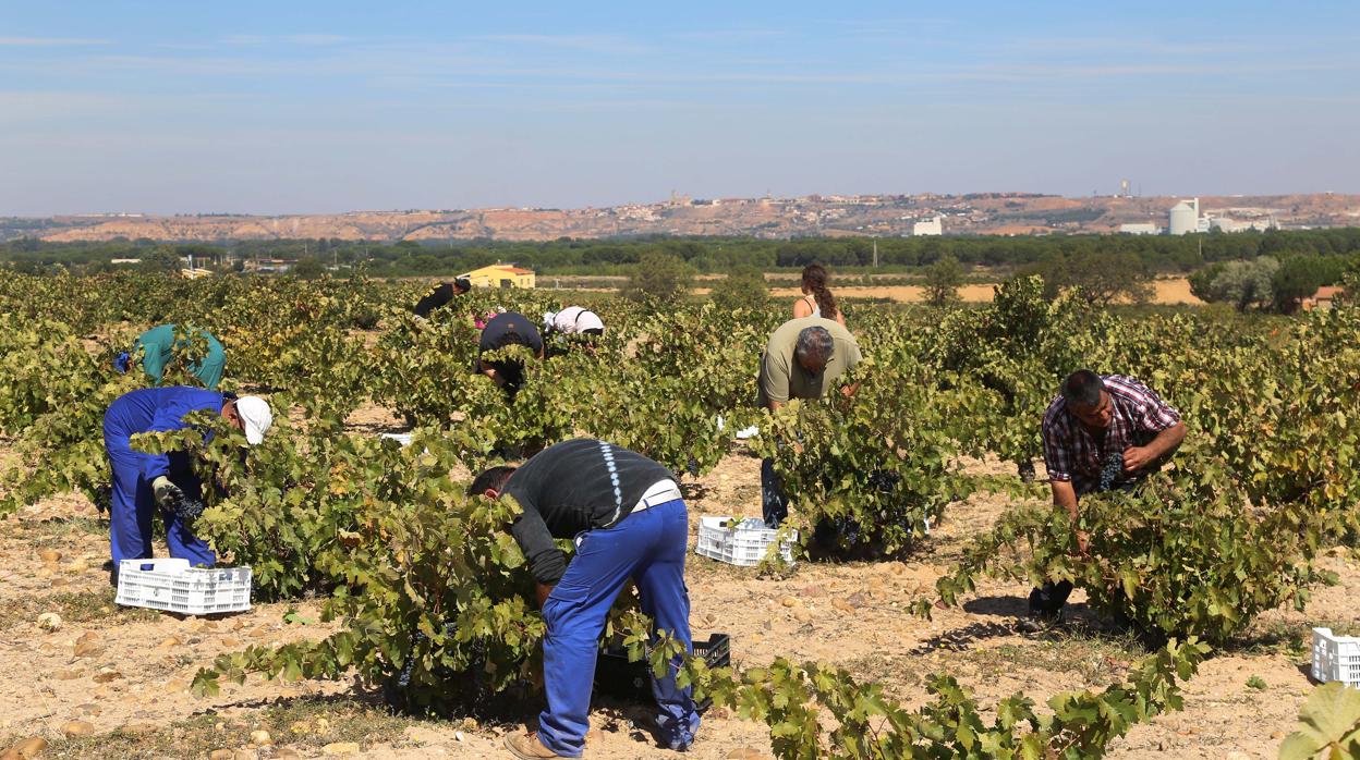 Castilla y León hará PCR a los temporeros de la vendimia que no sean de la zona