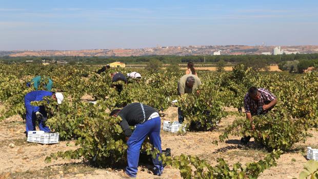 Castilla y León hará PCR a los temporeros de la vendimia