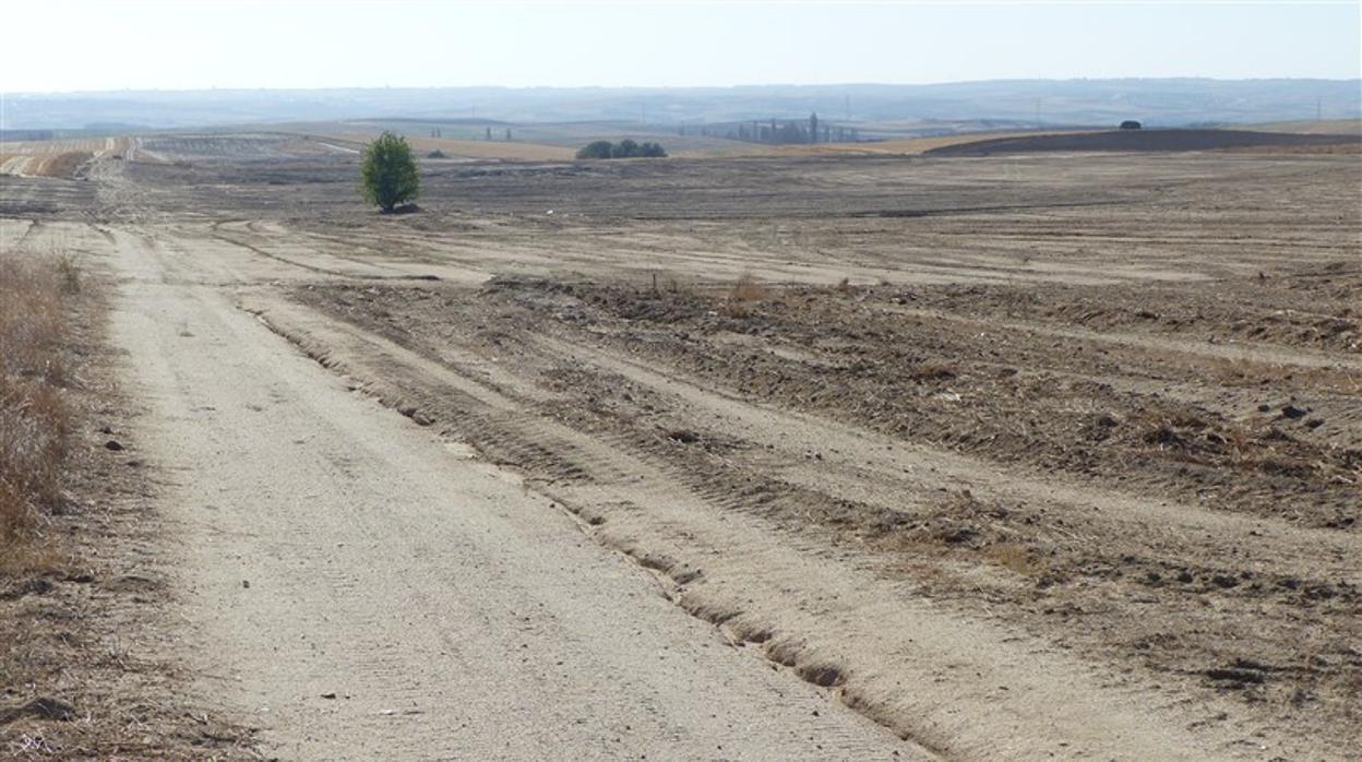 Las obras han supuesto la explanación de 25 hectáreas