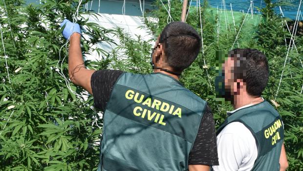 Desmantelan en Ávila una plantación de 50 kilos de marihuana y detienen a dos personas